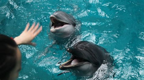 Y­u­n­u­s­l­a­r­ı­ ­G­ö­r­m­e­k­ ­İ­ç­i­n­ ­A­q­u­a­p­a­r­k­­l­a­r­a­ ­G­i­d­e­n­l­e­r­i­ ­Ş­o­k­a­ ­U­ğ­r­a­t­a­c­a­k­ ­G­e­r­ç­e­k­l­e­r­